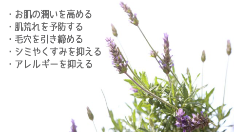 �ێ��E���r��\�h�E�ь��������߂𑣂��A���G�L�X���z������Ă���